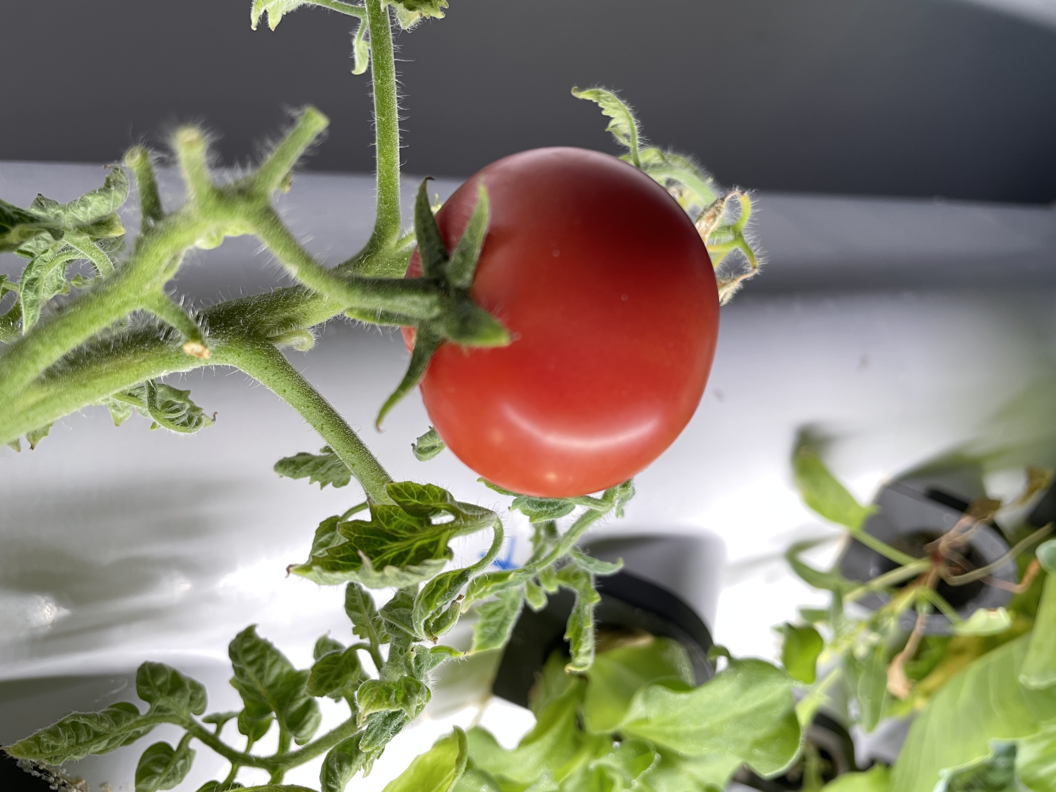 Hydroponic Growing System for  - Farming Zone incelemesi ve fiyatı