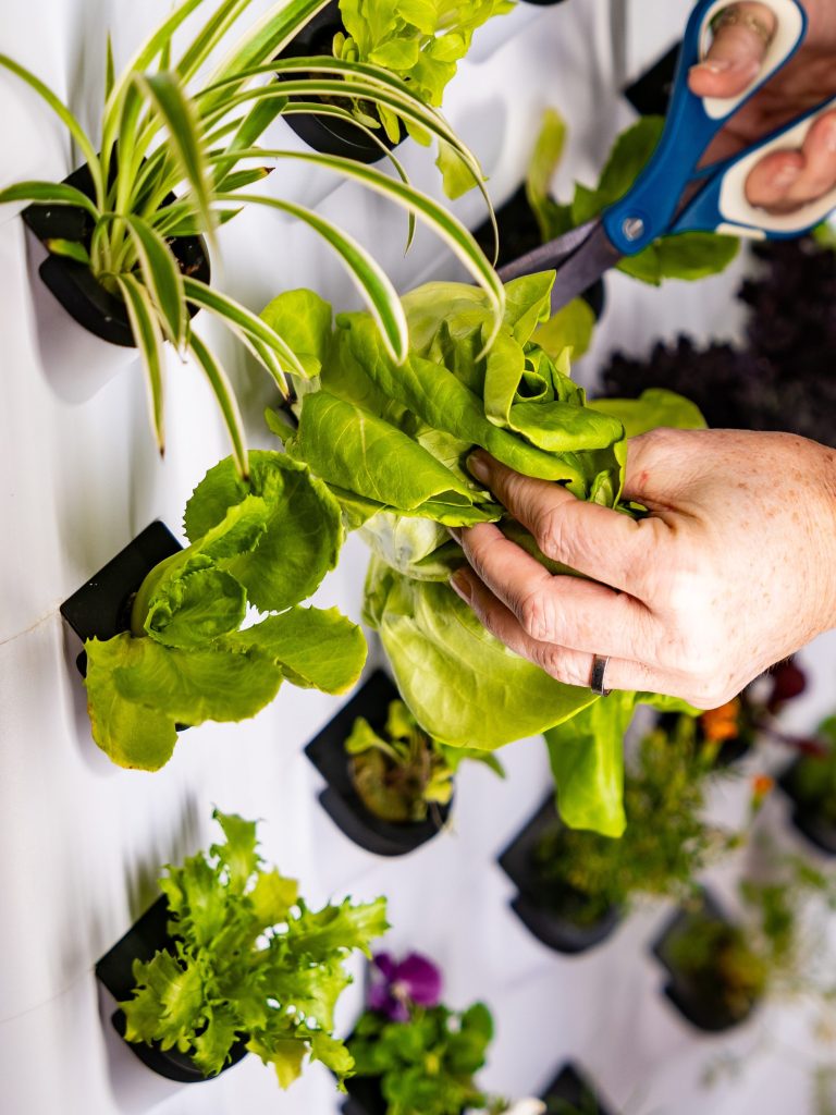 Hydroponic Growing System for  - Farming Zone incelemesi ve fiyatı